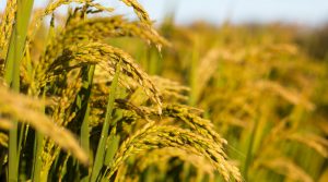 2018年征地补偿安置费标准是怎么算的