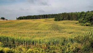 集体土地征收补偿是否包括承包经营权的损失？