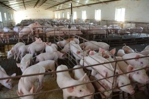 养殖场遇环保关停，补偿翻了将近2倍，看看是怎么做到的？