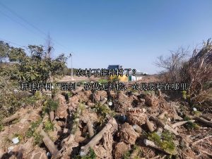 农村不能种树了？耕地种树“强制”砍伐无补偿，农民要种在哪里？